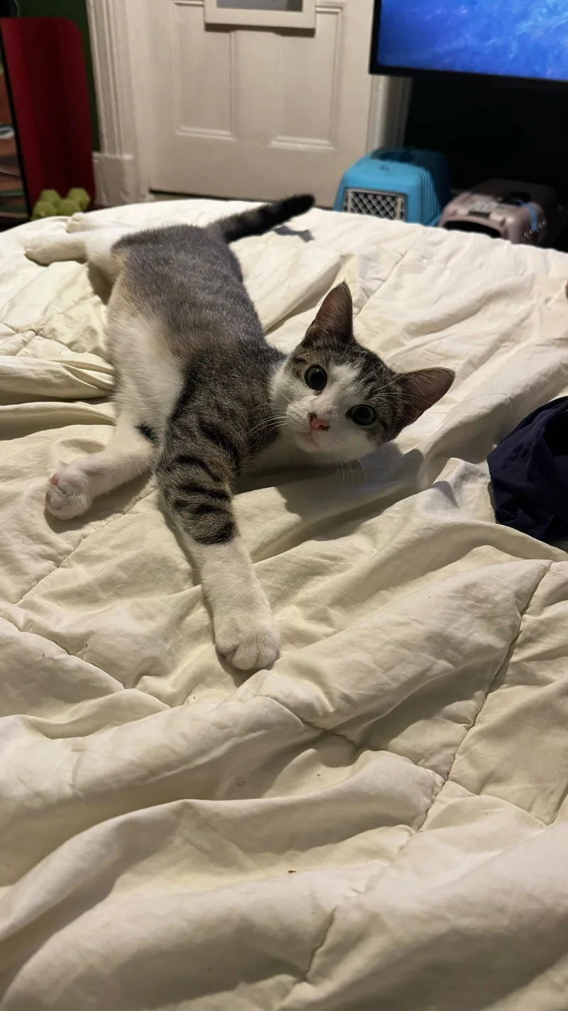 A baby medium-sized female Domestic Short Hair cat named Buffy for adoption in Brooklyn, NY
