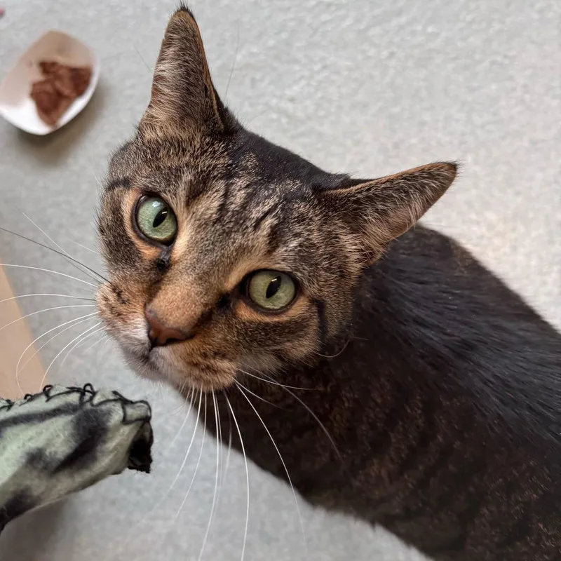 A senior extra large-sized male Brown / Chocolate Domestic Short Hair cat named Charlie for adoption in Chicago, IL