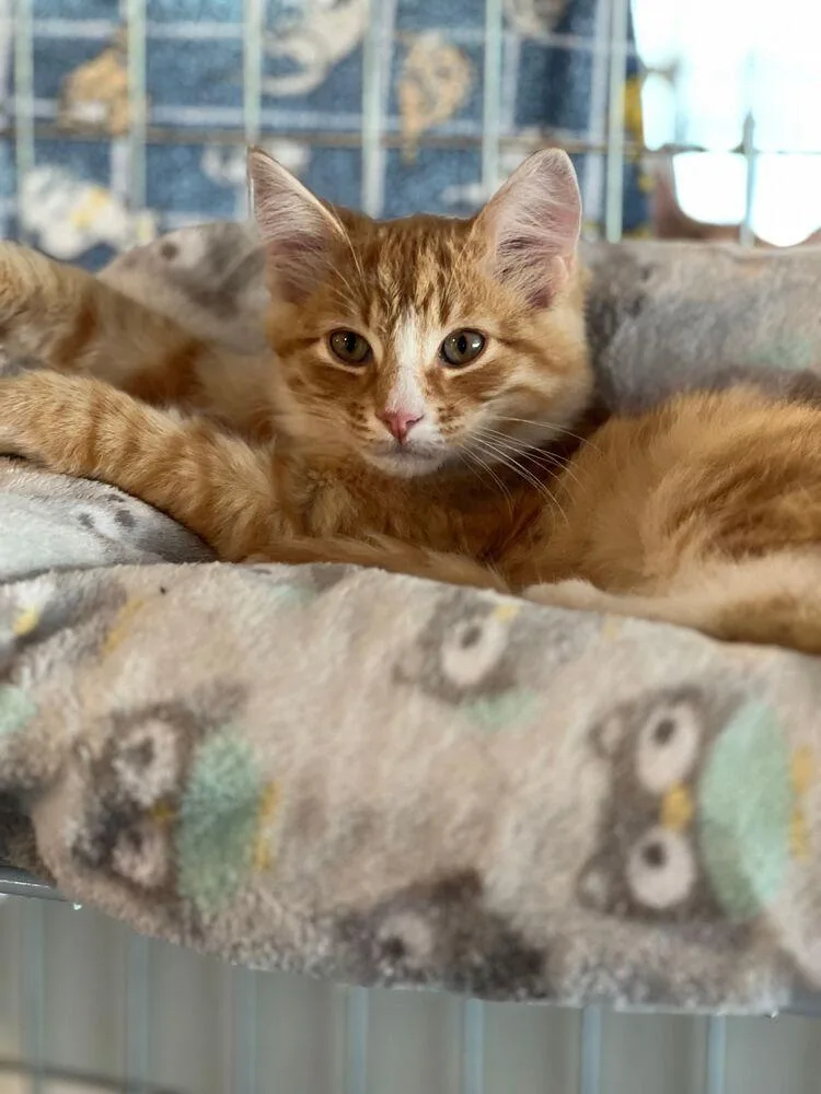 A young large-sized male Orange & White Domestic Medium Hair cat named Theodore for adoption in McPherson, KS