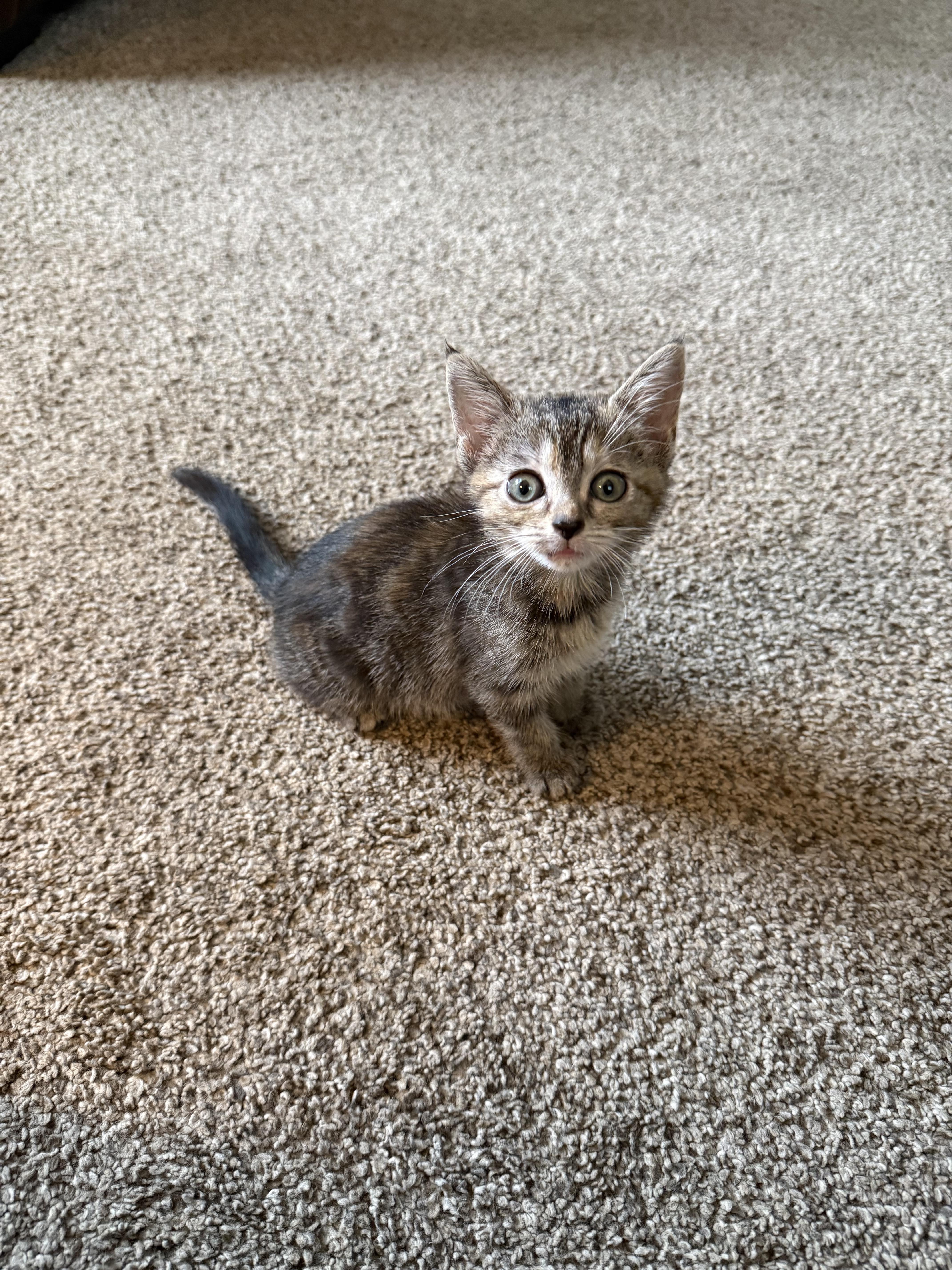 A baby small-sized female Domestic Medium Hair cat named Volley for adoption in Bethel Park, PA
