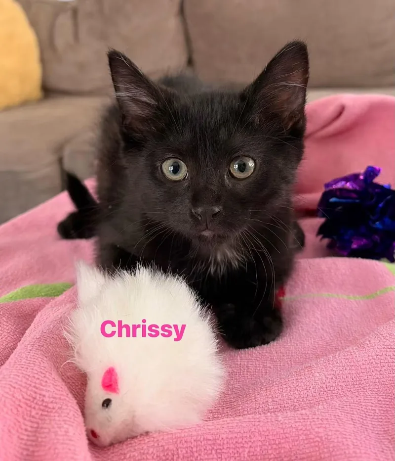 A baby small-sized female Black Domestic Short Hair cat named Chrissy for adoption in Seaford, NY