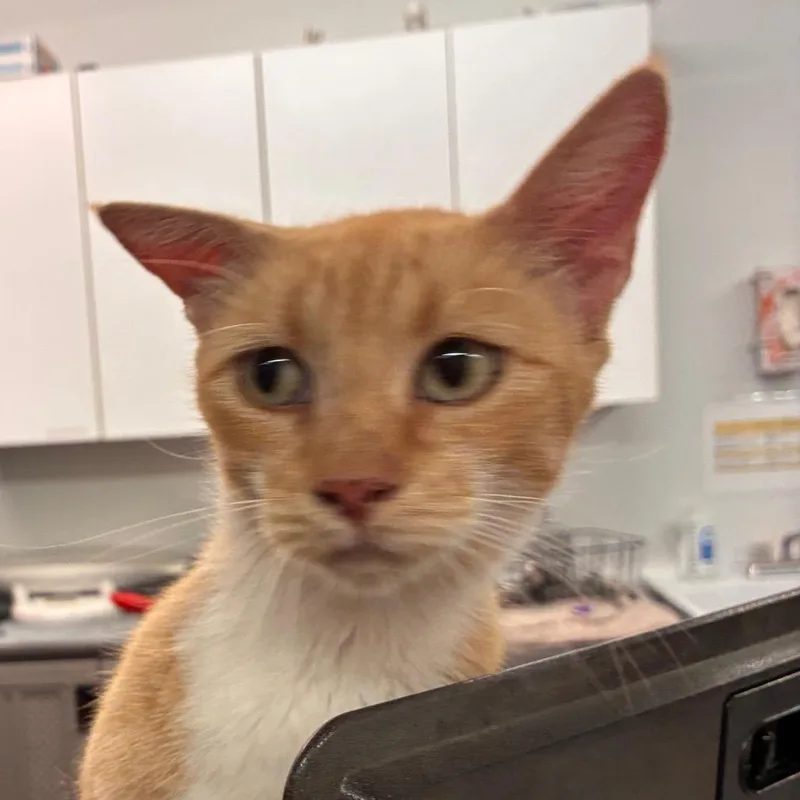 An adult medium-sized female Buff / Tan / Fawn Domestic Short Hair cat named Lillie for adoption in Manhattan, KS