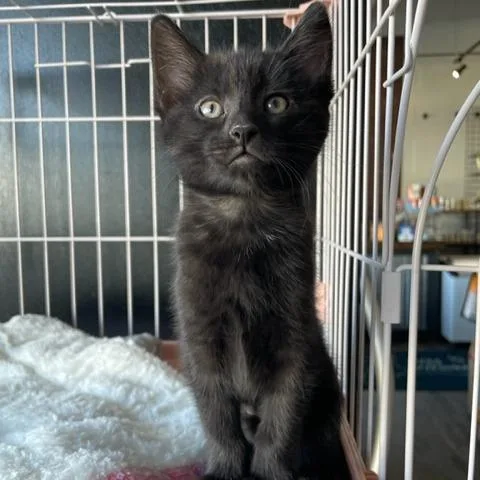 A baby small-sized female Black Domestic Short Hair cat named Tipsy for adoption in Dayton, OH