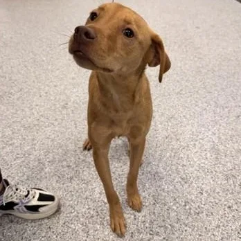 An adult medium-sized male Yellow / Tan / Blond / Fawn Mixed Breed dog named Oliver for adoption in Converse, TX