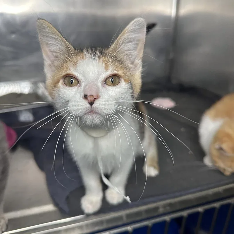 A baby small-sized female Torbie Domestic Short Hair cat named Radiant for adoption in Matteson, IL