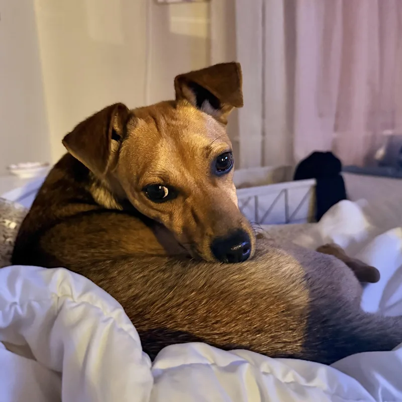 A young small-sized female Brown / Chocolate Terrier dog named Ceiba for adoption in Columbia, SC