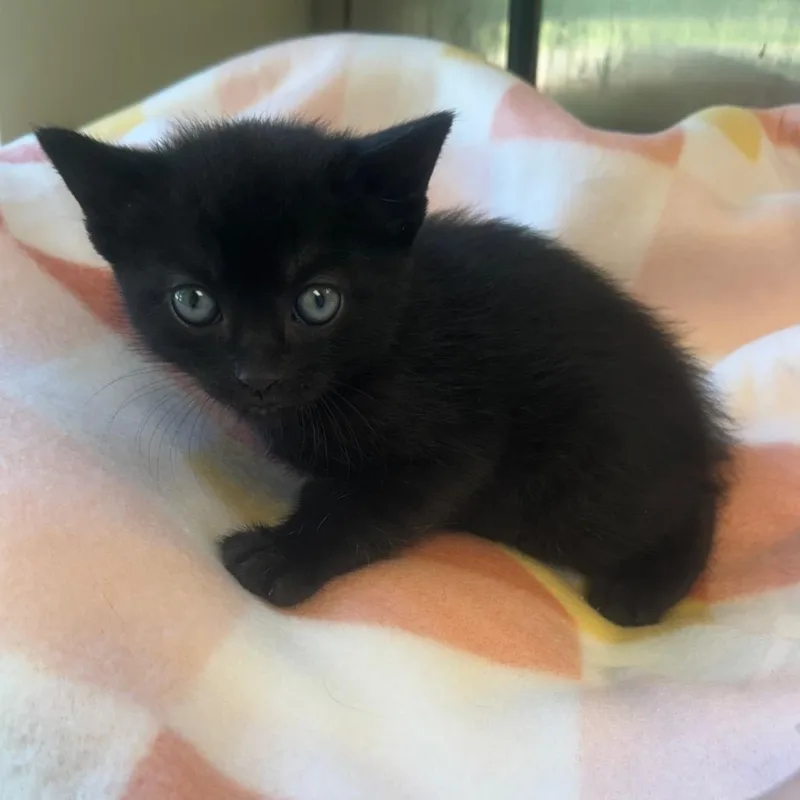 A baby medium-sized female Black Domestic Short Hair cat named Bounce for adoption in Kansas City, KS