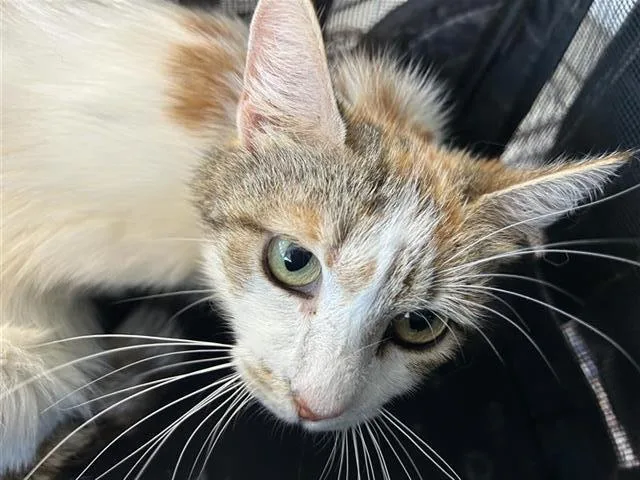 A young small-sized female Domestic Medium Hair cat named Gracie for adoption in San Antonio, TX