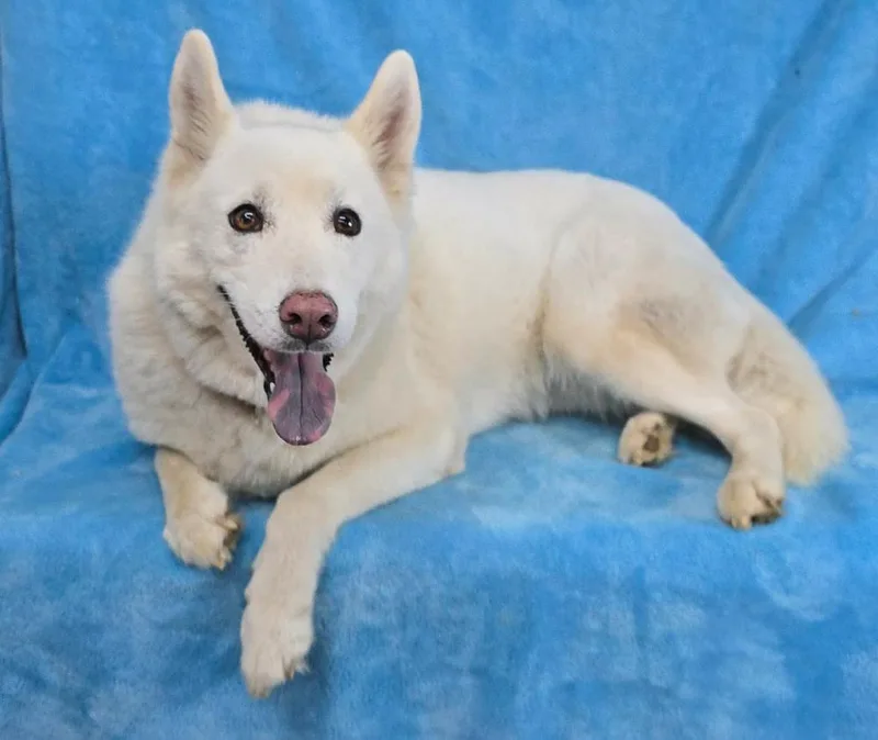 A senior medium-sized female Husky dog named November for adoption in Manhattan, NY