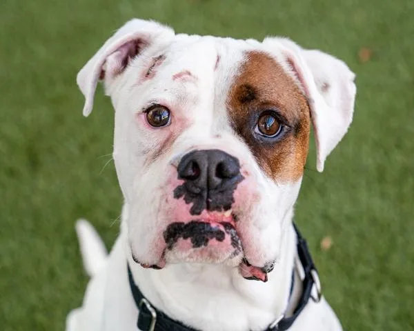 An adult large-sized male Boxer dog named Scout for adoption in San Diego, CA