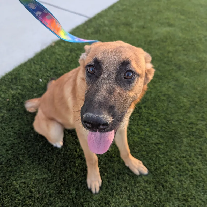 A young medium-sized female Tricolor (Brown, Black, & White) Shepherd dog named Ness for adoption in Bellflower, CA