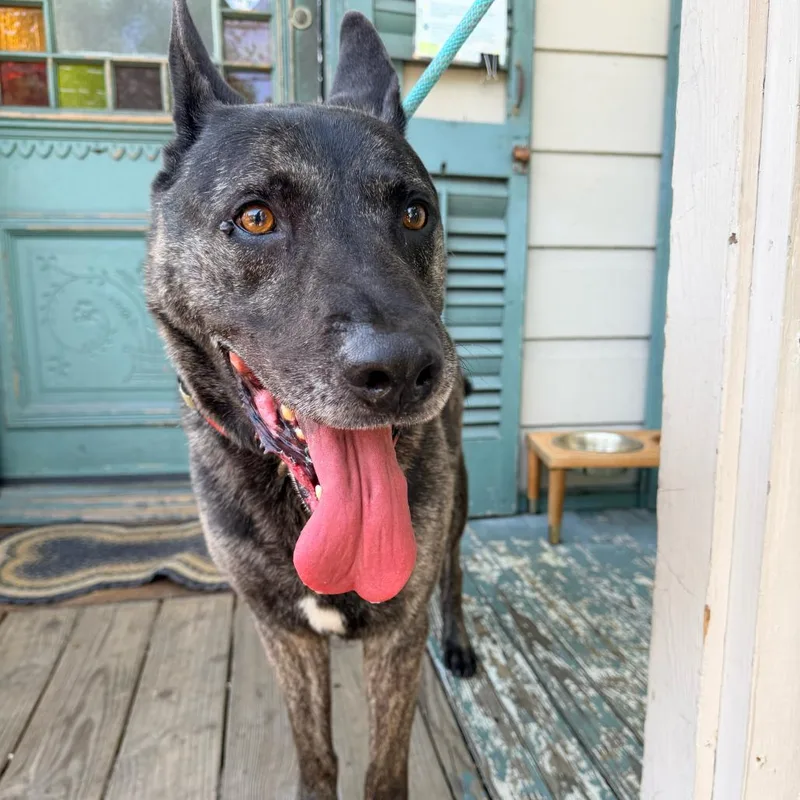 A senior large-sized male Shepherd dog named Maverick for adoption in New Orleans, LA