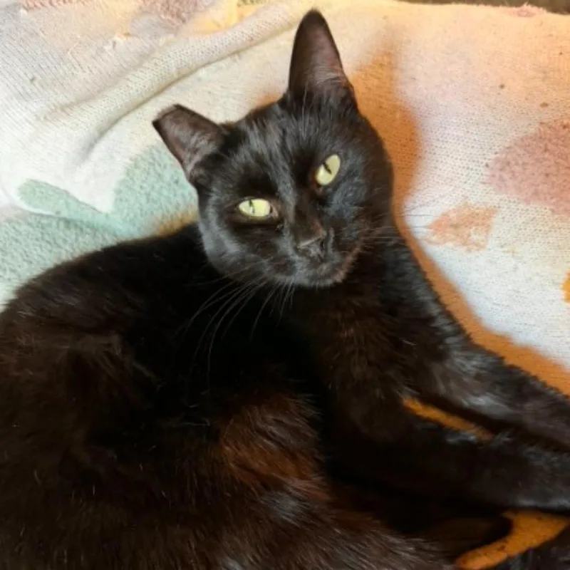 An adult small-sized male Black Domestic Short Hair cat named Arturo for adoption in Brea, CA
