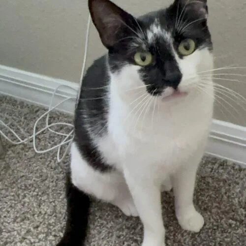 A young medium-sized female Domestic Short Hair cat named Panda for adoption in Tampa, FL