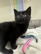 A young medium-sized male Black Domestic Short Hair cat named Meat Stick for adoption in Manitowoc, WI
