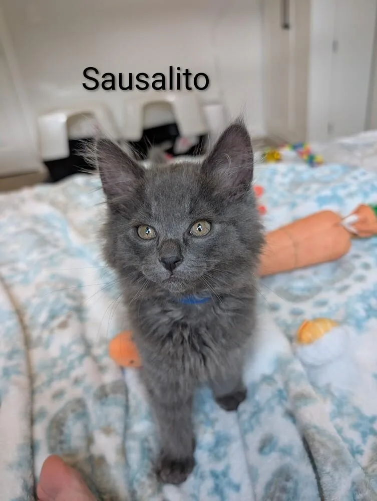 A baby medium-sized male Gray / Blue / Silver Domestic Medium Hair cat named Sir Sausalito for adoption in Ferndale, MI