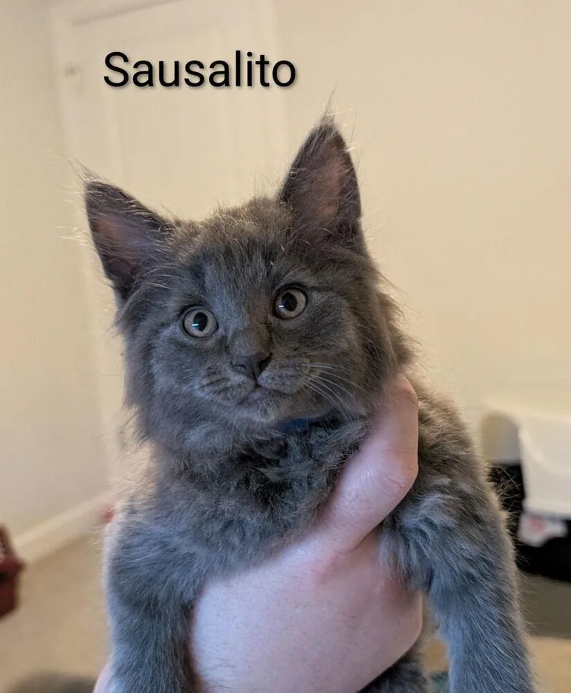 Sir Sausalito thumbnail 2