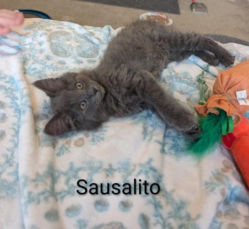 Sir Sausalito thumbnail 4