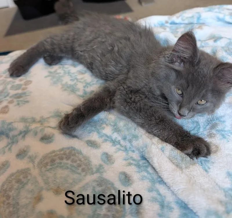 Sir Sausalito thumbnail 5