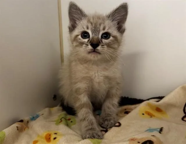 A baby small-sized male Domestic Short Hair cat named A for adoption in Moreno Valley, CA