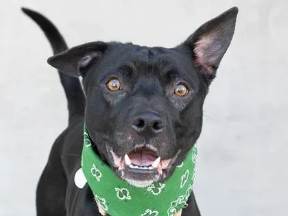 An adult medium-sized male Mixed Breed dog named Hoss for adoption in Longmont, CO