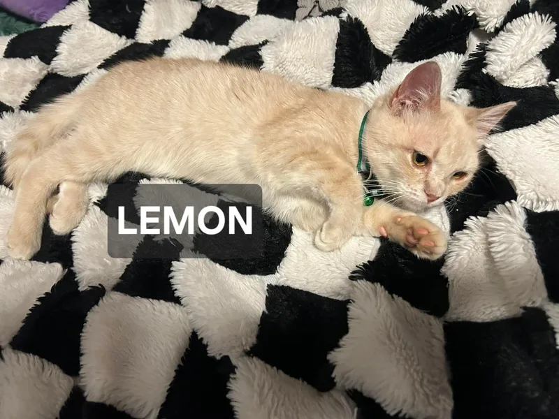 A young medium-sized female Buff / Tan / Fawn Domestic Short Hair cat named Lemon for adoption in Windom, MN