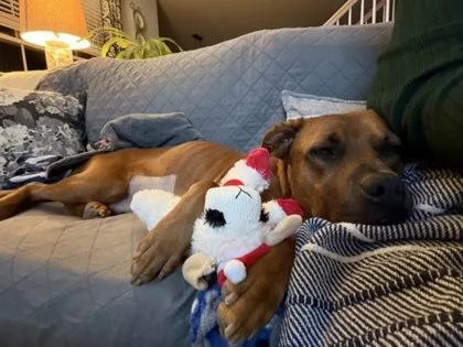 An adult large-sized female Pit Bull Terrier dog named Latte for adoption in Atlanta, GA