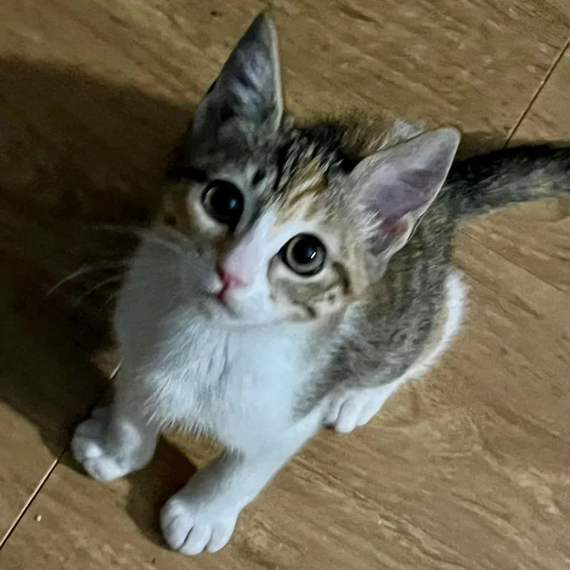 A baby small-sized female Calico Domestic Short Hair cat named Princess Q for adoption in San Antonio, TX
