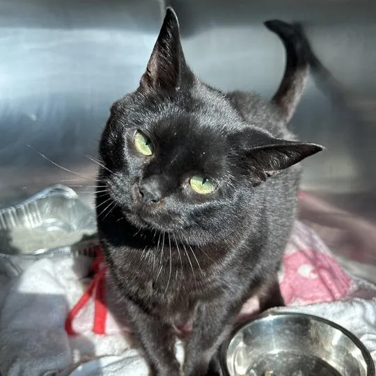 An adult medium-sized male Black Domestic Short Hair cat named Rajah for adoption in Matteson, IL