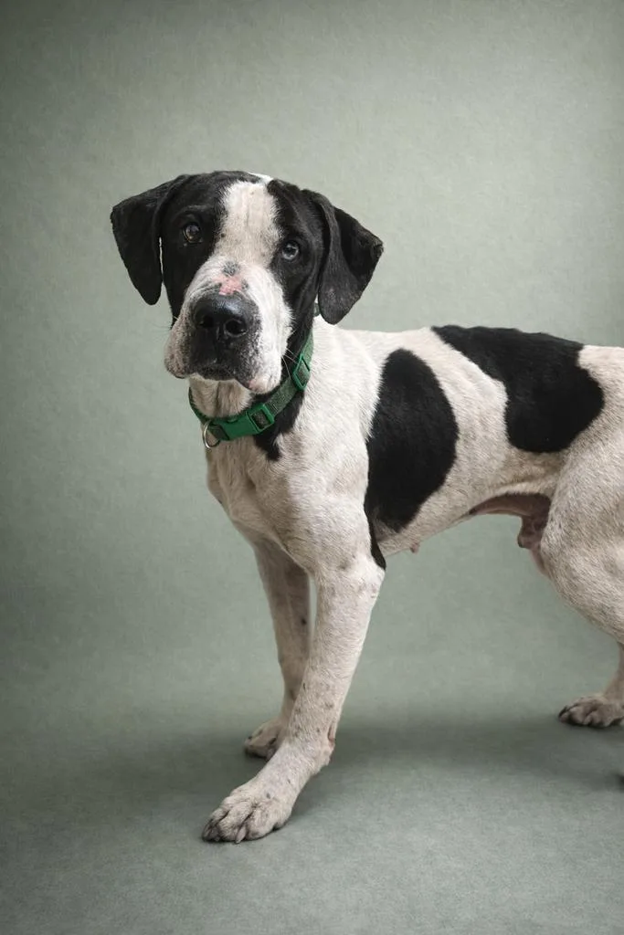 A young medium-sized male Mixed Breed dog named Rosco for adoption in Florence, SC