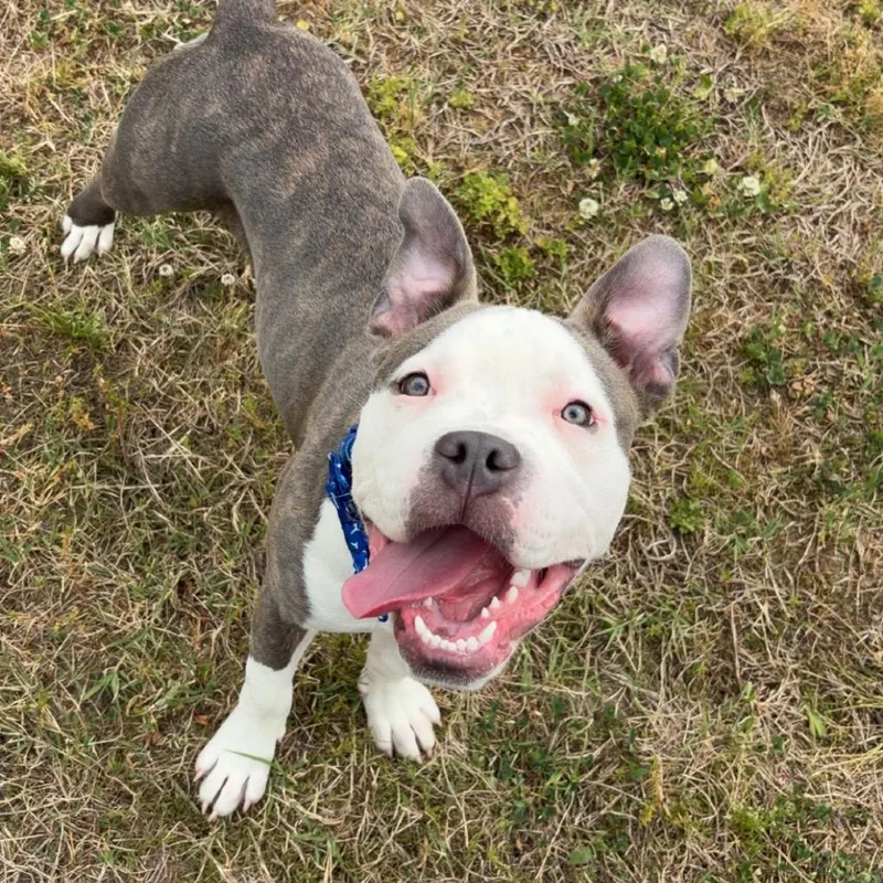 A young medium-sized male Gray / Blue / Silver Pit Bull Terrier dog named Boom for adoption in Ridgely, MD
