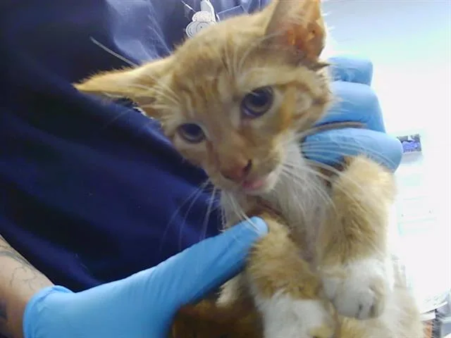 A baby small-sized male American Shorthair cat named A for adoption in Charlotte, NC