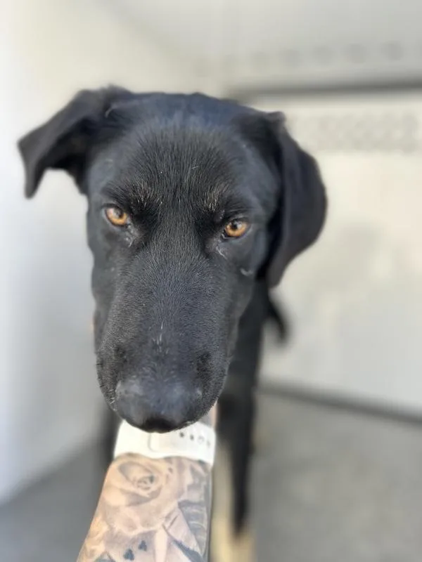 A young medium-sized male German Shepherd Dog dog named Rider for adoption in Victorville, CA