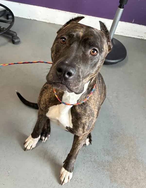 An adult large-sized female Pit Bull Terrier dog named Kira for adoption in Salt Lake City, UT