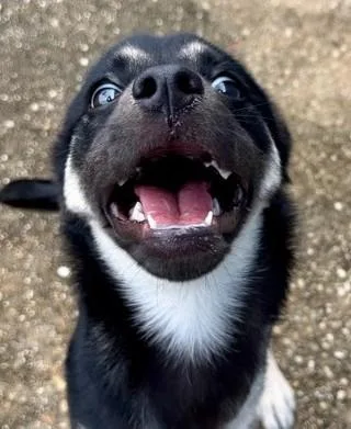A young large-sized female Shepherd dog named Tulip for adoption in Kansas City, MO