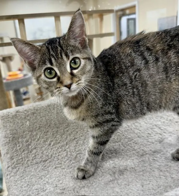 A baby small-sized female Torbie Domestic Short Hair cat named Gypsy for adoption in Medina, OH