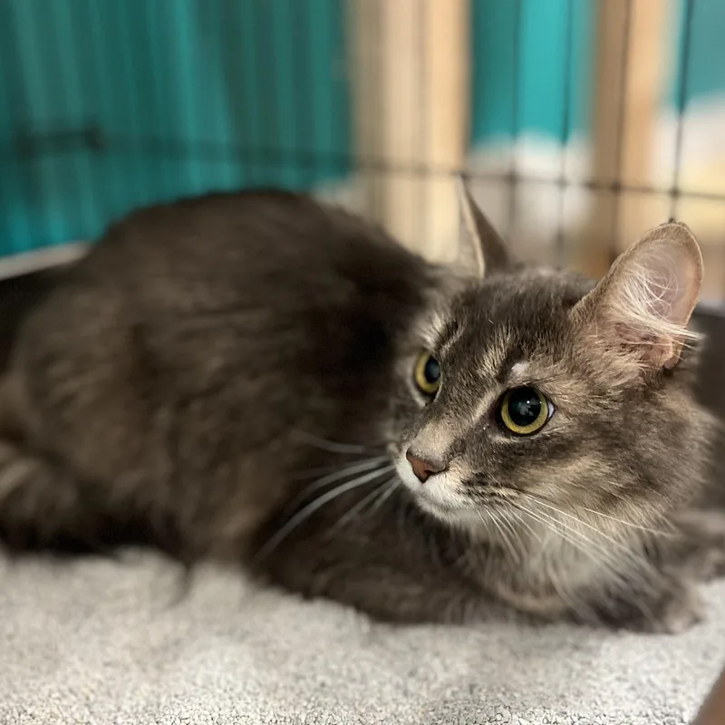 A young medium-sized female Gray / Blue / Silver British Longhair cat named Dorothy for adoption in Hull, MA
