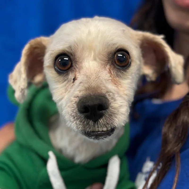 An adult small-sized male White / Cream Shih Tzu dog named Milo for adoption in Santa Barbara, CA