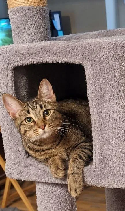 A young small-sized female Domestic Short Hair cat named Miney for adoption in Gorham, ME