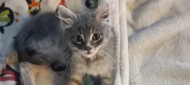 A baby small-sized female Domestic Short Hair cat named Ebony for adoption in Pueblo, CO