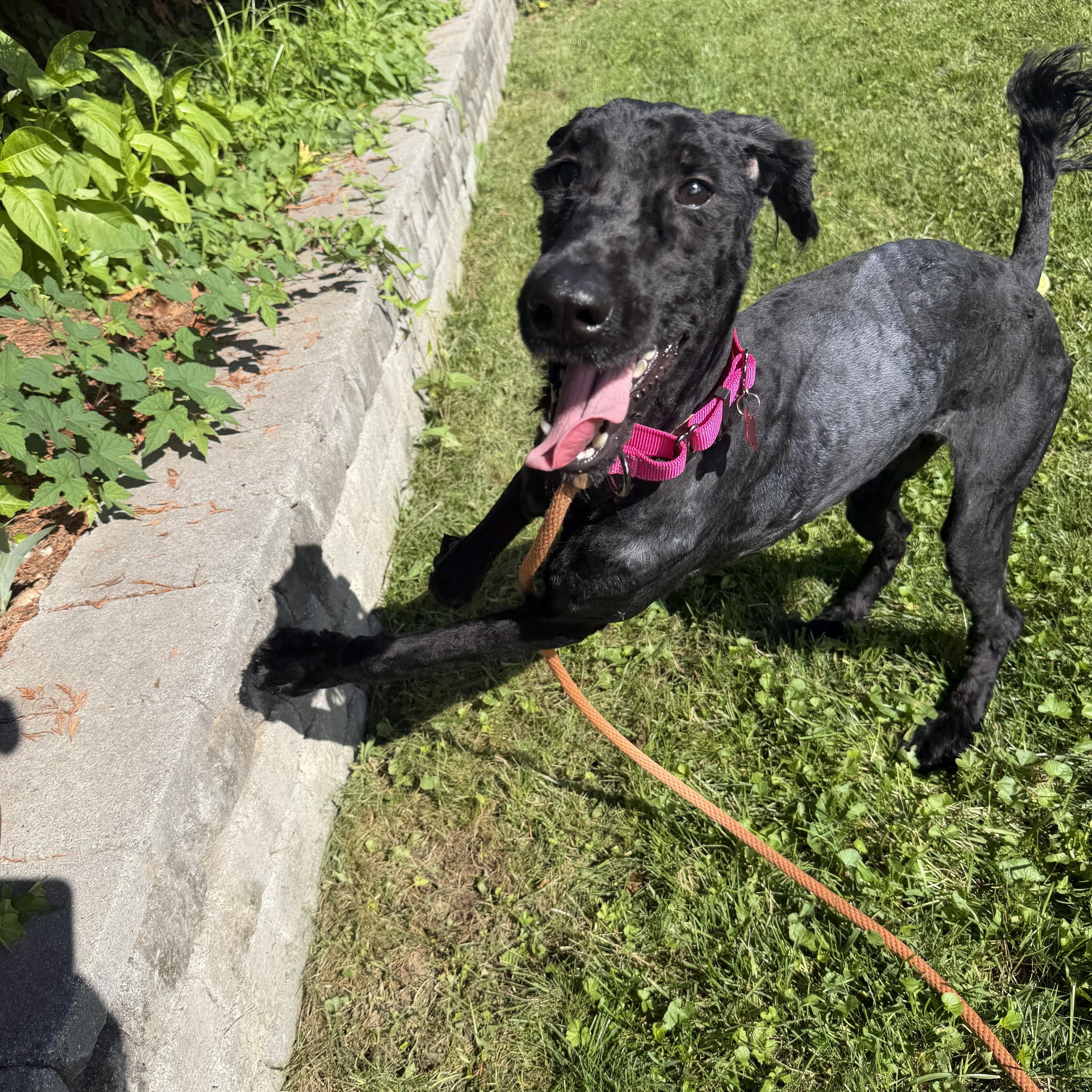 A young large-sized female Black Giant Schnauzer dog named Raggedy Anna for adoption in Stamford, CT
