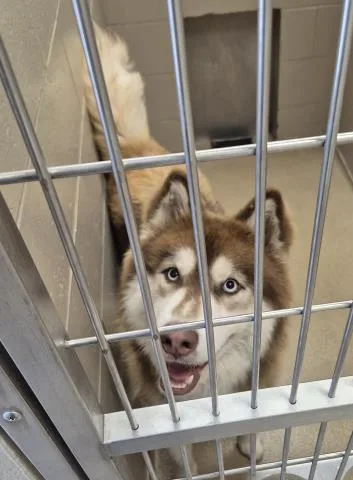A young large-sized male Siberian Husky dog named Bubbles for adoption in Decatur, IL