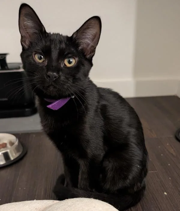 A young small-sized female Domestic Short Hair cat named Earthworm for adoption in Sherwood, OR