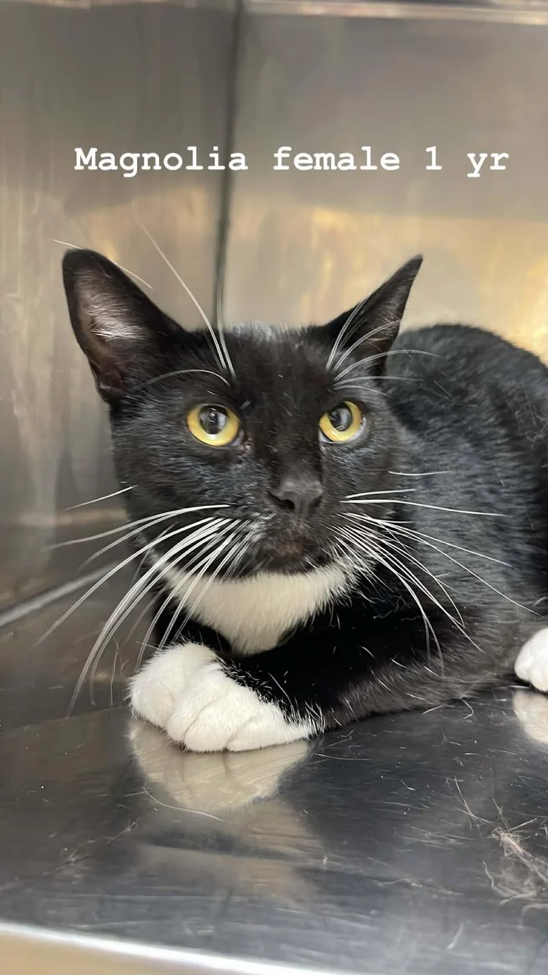 An adult medium-sized female Black & White / Tuxedo Domestic Medium Hair cat named Magnolia for adoption in Fort Payne, AL