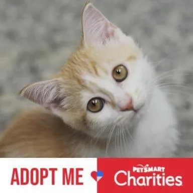 A baby small-sized female Orange / Red Domestic Short Hair cat named P&P: Patches for adoption in Falls Church, VA