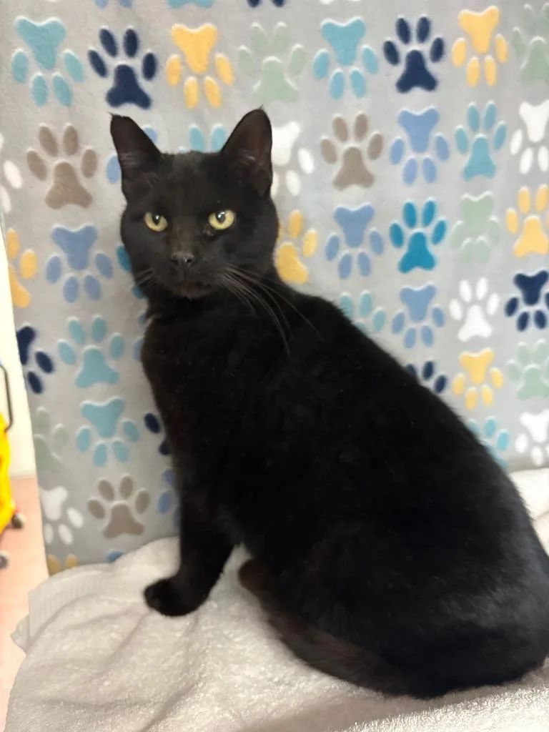 An adult medium-sized female Domestic Short Hair cat named Dahlia for adoption in Wabash, IN