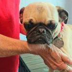 A young small-sized female Yellow / Tan / Blond / Fawn Pug dog named Lucy for adoption in Green Valley, AZ