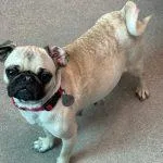 Lucy thumbnail 4