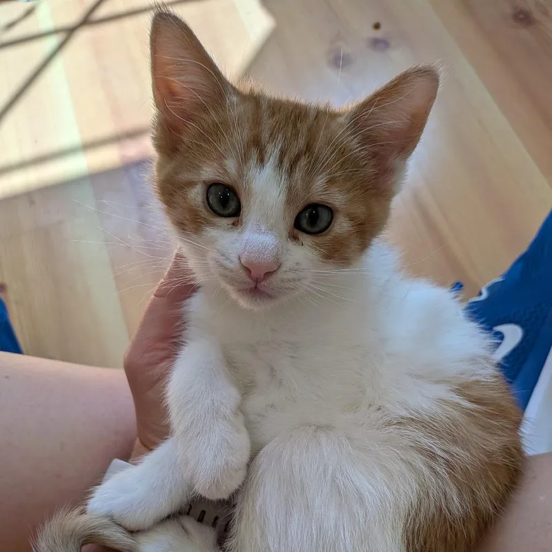 A baby small-sized female White Domestic Short Hair cat named Sun for adoption in West Des Moines, IA