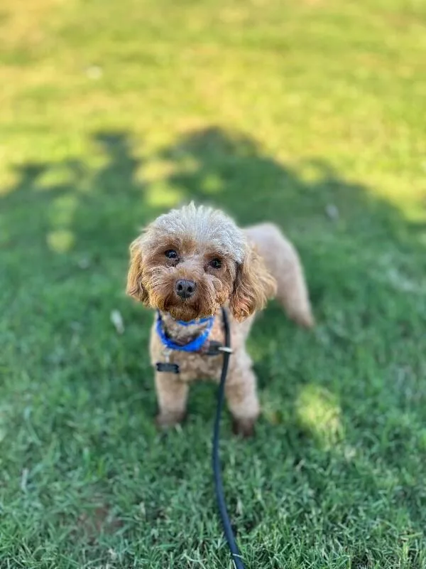 An adult small-sized female Red / Chestnut / Orange Miniature Poodle dog named Bitsy for adoption in Aiken, SC